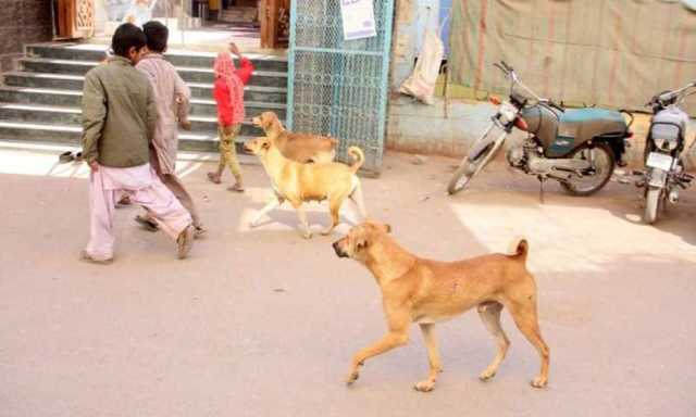 خوشاب: گھر کے باہر کھیلتے بچوں پر آوارہ کتوں کا حملہ، 5 زخمی
