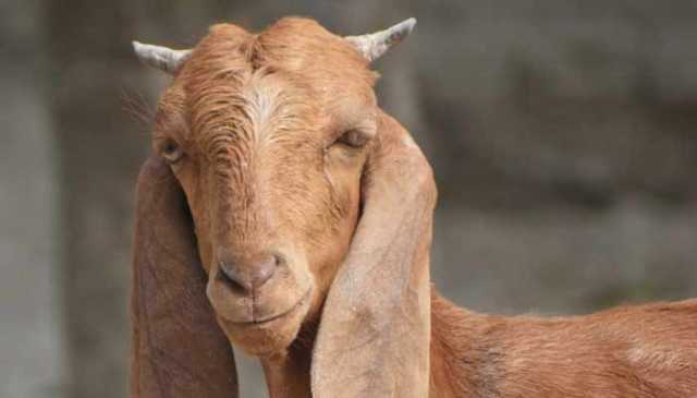 سرگودھا: باغ خراب کرنے پر بکری کو مار دیا گیا