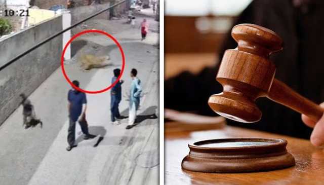 لاہور: بچوں پر حملہ کرنے والے شیر کو سفاری پارک منتقل کرنے کا حکم