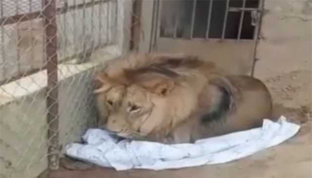 محکمہ وائلڈ لائف نے گوجر خان کے علاقے بیول میں چھاپہ مار کر افریقی شیر برآمد کرلیا