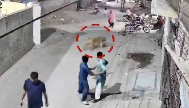 شیر کے حملے میں زخمی افراد کو مالی امداد دینے کا فیصلہ