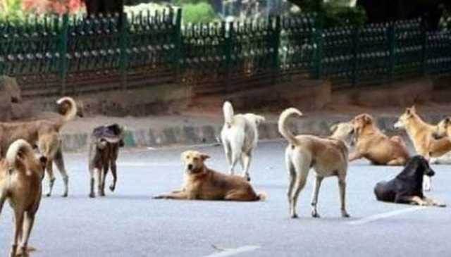 لاہور، آوارہ کتے کا گلی میں کھیلتے کمسن بچے پر حملہ