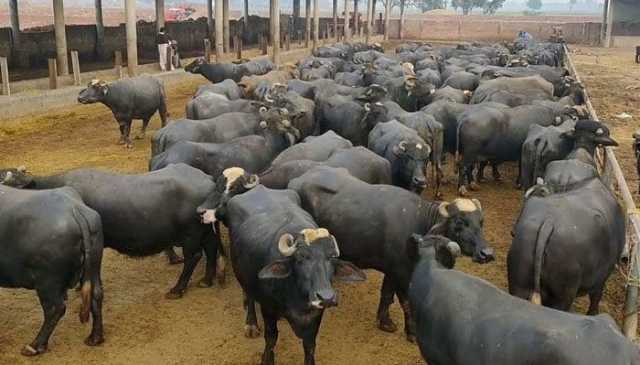 سانگھڑ: مسلح ڈاکو باڑے سے 14 بھینسیں لے کر فرار