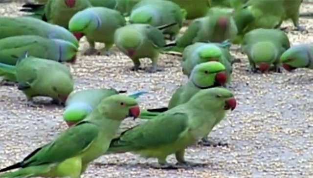لاہور: محکمۂ جنگلی حیات کی کارروائی، کاٹھے طوطوں کی کھیپ پکڑ لی