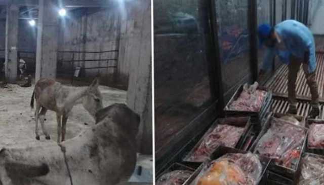 اسلام آباد فوڈ اتھارٹی کا چھاپہ، 25 من گدھے کا گوشت برآمد