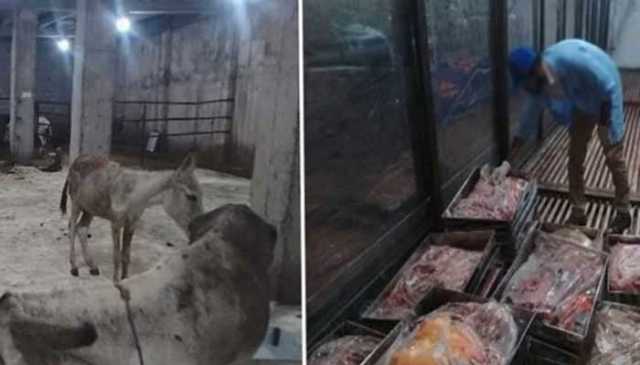 اسلام آباد: گدھے ذبح کرنے کیلئے قصائی بیرونِ ملک سے بلوایا گیا