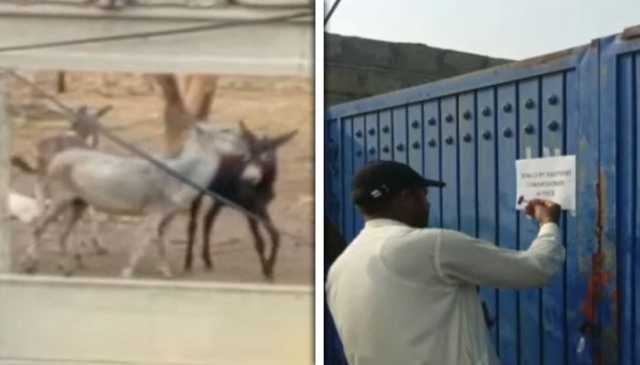 اٹک: گدھوں کا فارم سیل، باقیات بھی ملیں