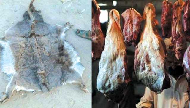 ڈی جی خان: مردہ جانوروں کا 30 من گوشت برآمد، 4 افراد گرفتار