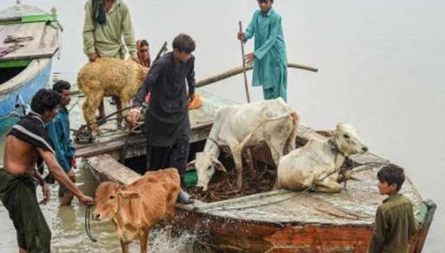 مریم نواز کا سیلاب متاثرہ علاقوں میں چارہ مہنگا ہونے کا نوٹس