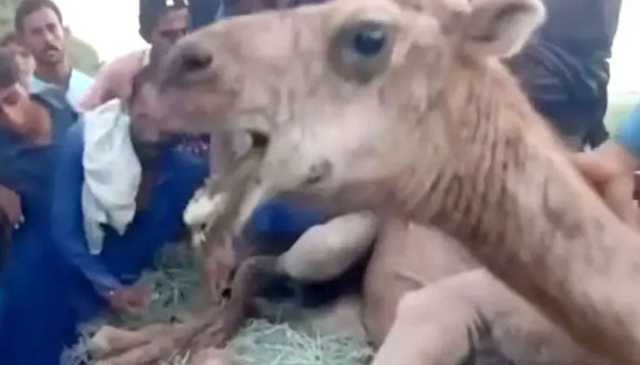 سکھر میں تشدد سے زخمی ہونے والی اونٹنی کی کراچی میں سرجری، ٹانگ بھی کاٹ دی گئی