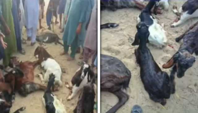 تھرپارکر: بھارتی فورسز نے سرحدی گاؤں میں 8 بکریوں کو ہلاک کردیا، 54 کی ٹانگیں توڑ دیں
