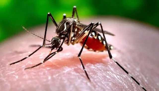 موسم بدلتے ہی ملک میں ڈینگی کے کیسز میں اضافہ