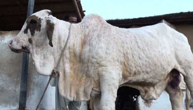 تھرپارکر: لمپی اسکن بیماری پھیلنے سے درجنوں مویشی ہلاک