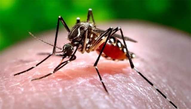 خیبر پختونخوا میں ڈینگی سے ایک اور مریض انتقال کرگیا، 46 زیر علاج