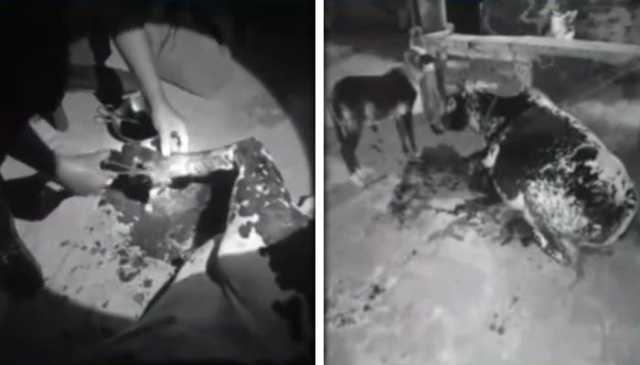 جہلم: زمیندار نے کھیت میں داخل ہونے والی گائے کی ٹانگ کاٹ دی