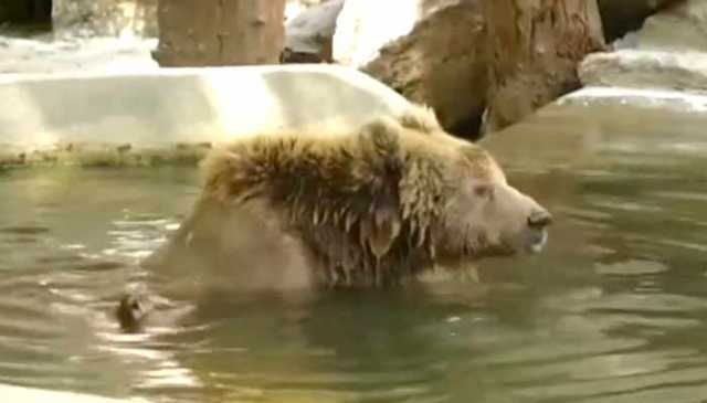 کراچی چڑیا گھر سے ریچھ رانو کو منتقل نہ کیا جا سکا