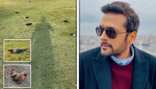 کراچی کے پارک میں سیکڑوں مردہ کوؤں کی ویڈیو، اصل ماجرا سامنے آگیا