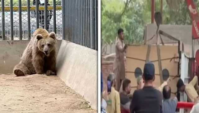 رانو ریچھ کراچی سے اسلام آباد منتقلی کیلئے روانہ