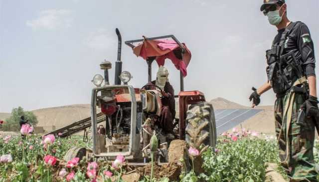 بلوچستان، افیون، بھنگ کی 2 ہزار ایکڑ فصل تلف