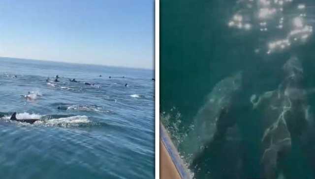 بحیرہ عرب میں گوادر کے قریب ڈولفنز کا دلکش نظارہ