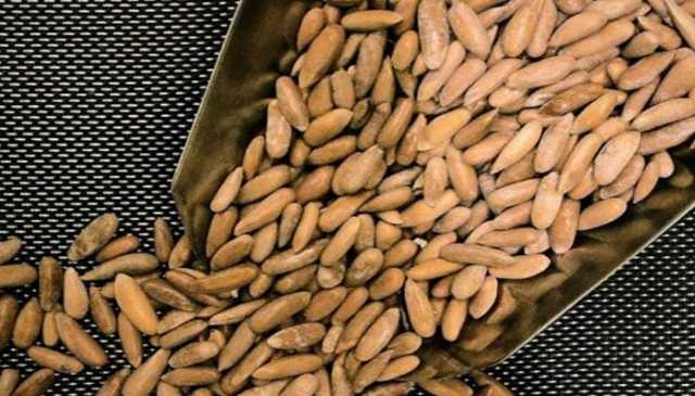 جنوبی وزیرستان لوئر: چلغوزہ کی قیمت میں بڑی کمی، فی کلو 3 ہزار روپے میں فروخت