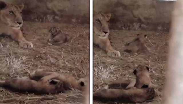 کراچی چڑیا گھر میں شیرنی کے ہاں 3 بچوں کی پیدائش