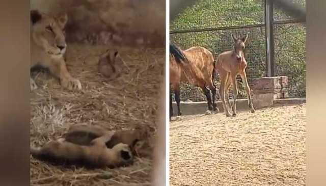 کراچی کے سفاری پارک میں 15جانوروں کی پیدائش