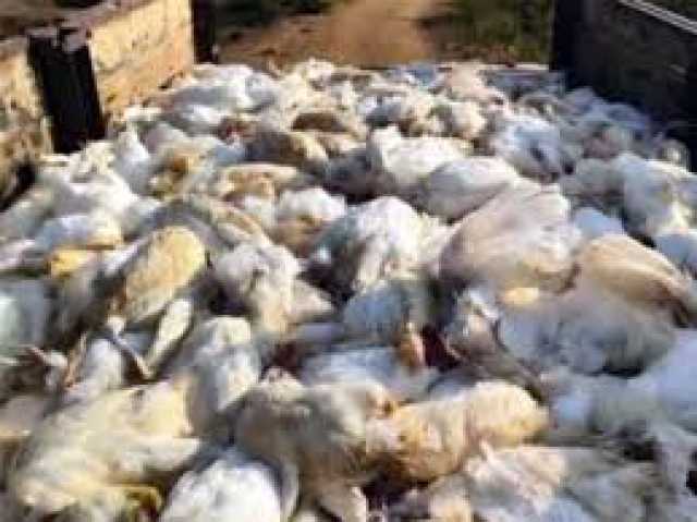 کراچی ، ہوٹلوں میں مردہ مرغیوں کے گوشت کی سپلائی ،لرزہ خیز انکشاف
