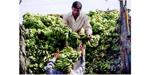 غیرمناسب انفراسٹرکچر سندھ کی کیلے کی برآمدات کو محدود کررہاہے. ویلتھ پاک