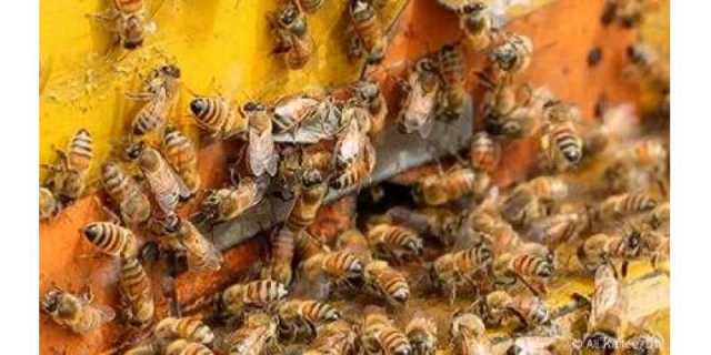 امریکہ: ٹرک الٹنے سے 25 کروڑ مکھیاں ’فرار‘