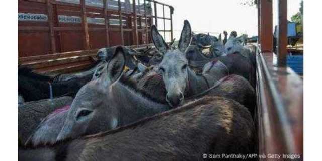 انسانی حسن کی قیمت، گدھوں کا ’قتل عام‘