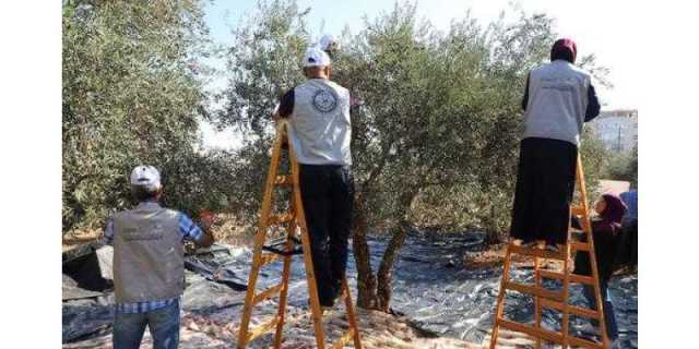 زیتون کے فلسطینی باغات پر اسرائیلی آبادکاروں کے حملوں میں اضافے پر تشویش