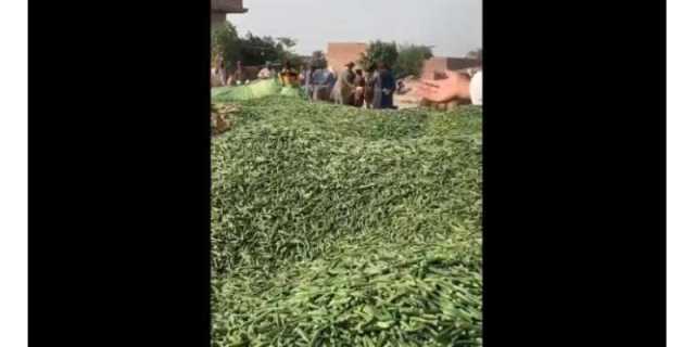 کمالیہ ، 100 روپے کلو بکنے والی بھنڈی سوا روپے فی کلو اور 50 روپے من فروخت ہونے لگی