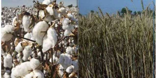 زرعی شعبے کی پیدوار صرف 0.6 فیصد رہنے کا انکشاف