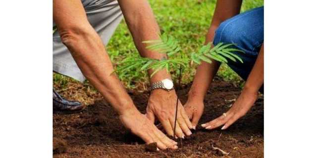کمبوڈیا کے بادشاہ کی عوام سے درخت لگانے کی اپیل