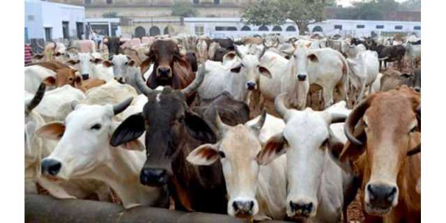 قائمہ کمیٹی نے پنجاب میں مویشیوں سے آمدنی پرٹیکس ختم کرنے سے متعلق ترمیمی بل منظورکرلیا