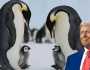 انٹارکٹیکا کے پینگوئنز بھی ٹرمپ ٹیرف متاثرین میں شامل