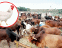 عید قربان کی آمد: ’اگر مویشی منڈی میں مرغی لے آئیں تو وہ بھی ایک لاکھ کی ہوجائے‘