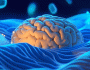 تاریخ میں پہلی بار انسانی دماغ کے خلیوں کا جامع نقشہ تیار، کونسی بیماریوں پر قابو پایا جاسکے گا؟