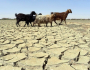 بلوچستان شدید خشک سالی کے خطرے سے دوچار، ماحولیاتی تبدیلی اور کم بارشیں بڑا چیلنج