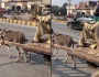 چالان سے بچنے کے لیے گدھے نے بھی ہیلمٹ پہن لیا، دلچسپ ویڈیو سامنے آگئی