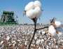 پاکستان میں کپاس کی پیداوار میں مزید کمی کا خدشہ