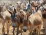 ملک میں گدھوں کی تعداد میں اضافہ