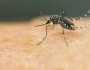 مچھروں سے پھیلنے والی بیماریوں کا خطرہ ، ایڈوائزری جاری