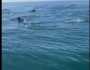 بحیرہ عرب میں گوادر کے قریب ڈولفنز کا حسین نظارہ