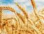 گندم کاشت کاروں کی تصدیق کے لیے ویری فکیشن سروے شروع