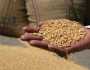 پنجاب میں گندم کے بیج کی فی بوری قیمت میں ایک ہزار روپے کمی