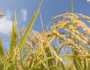 آبی قلت کے باعث پنجاب میں گندم کی فصل متاثر ہونےکا خدشہ