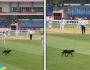 ویسٹ انڈیز اور آسٹریلیا کے ٹیسٹ میچ کے دوران گراؤنڈ میں کتا گھس آیا