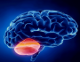 سائنسدانوں نے لیبارٹری میں ننھا مگر مکمل ’انسانی دماغ‘ تیار کر لیا